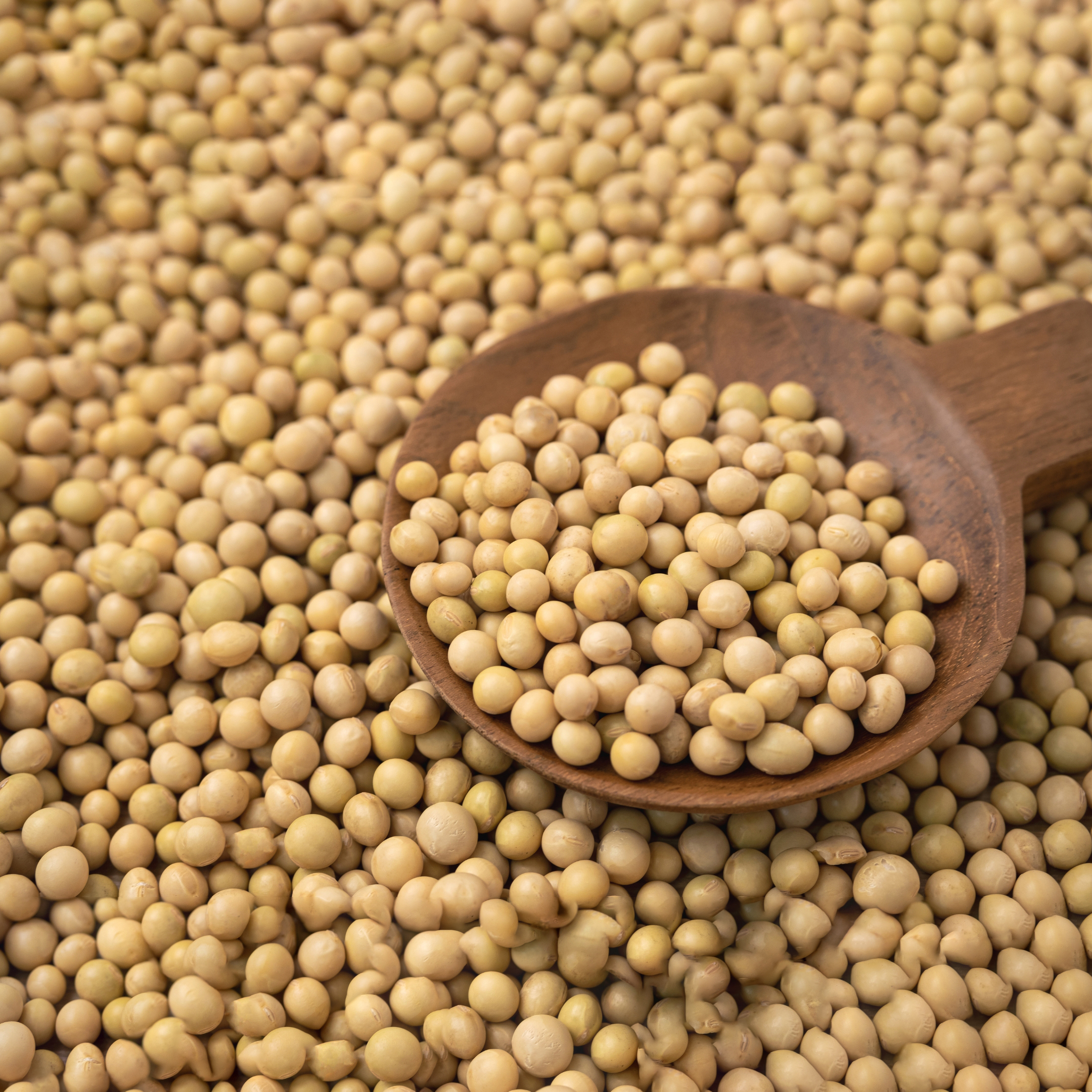 Soya Beans
