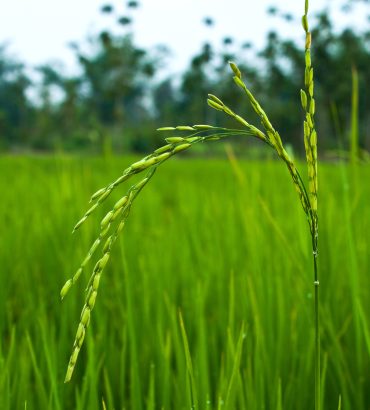 Rice Paddy