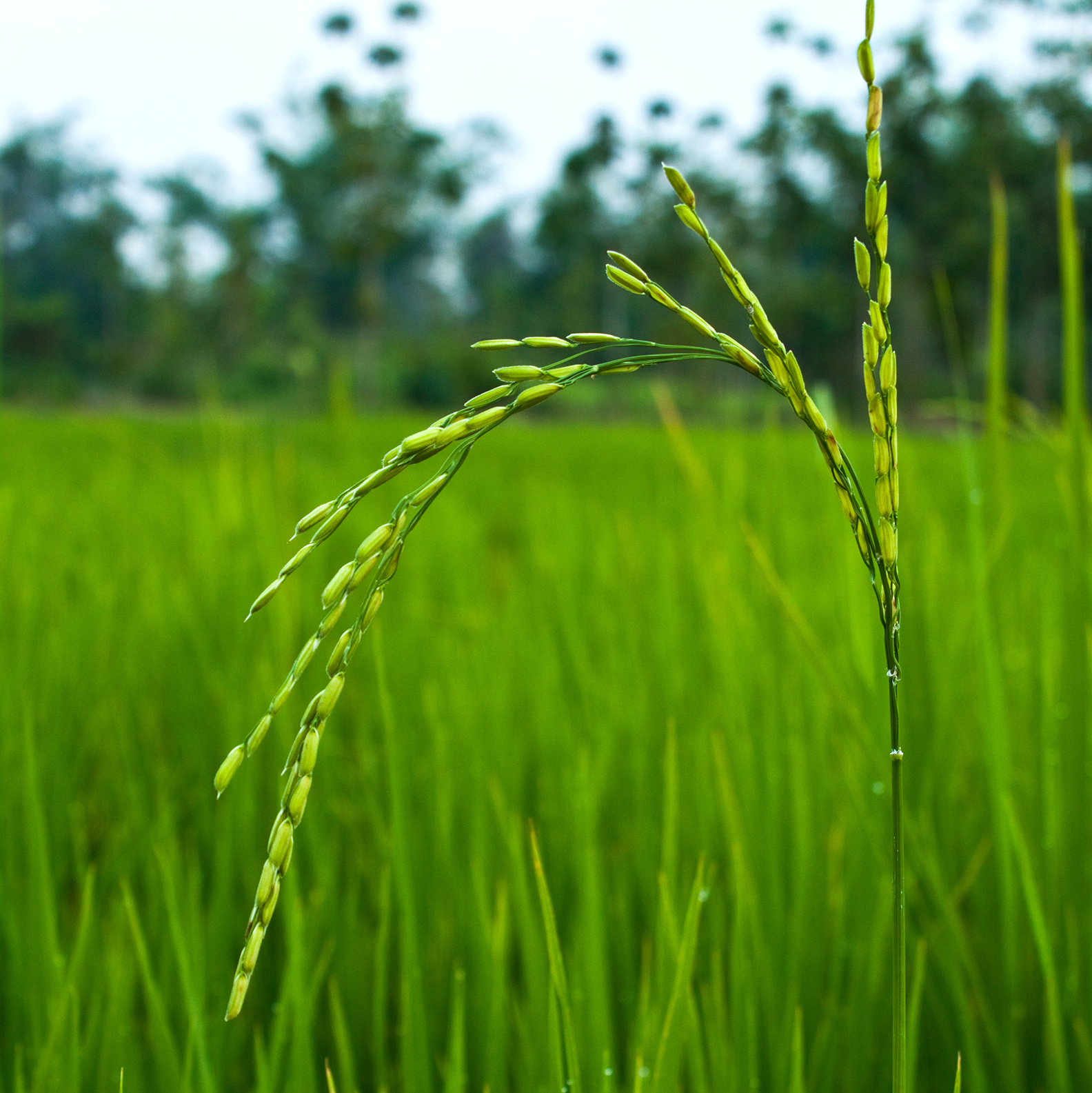 Rice Paddy